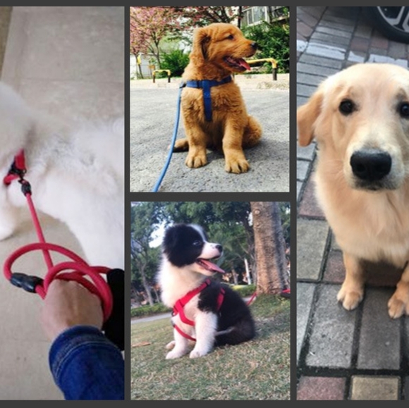 3 Piece, Messsge Me For Colors, Dog harness, collars, and leash set - Picture 8 of 9